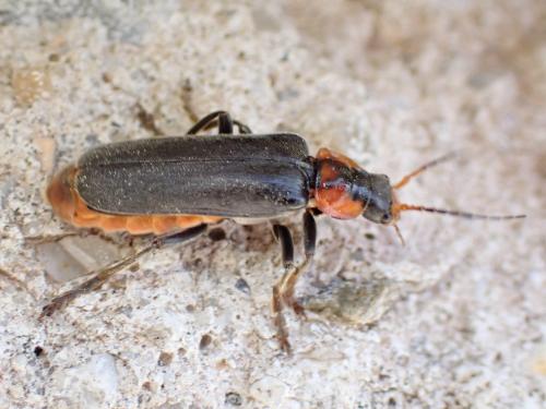 Cantharis fusca