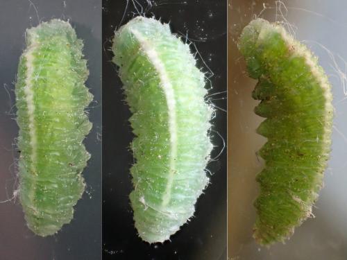 Scaeva sp.