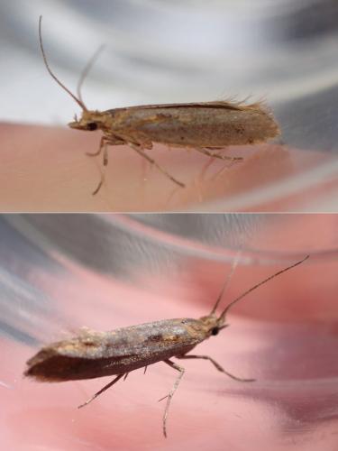 Réf. 358 482 : Plutella xylostella