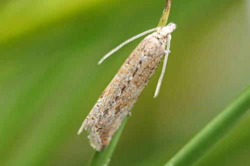 Réf. 358 463 : Bactra sp.