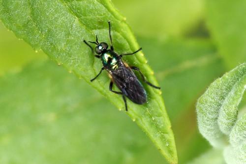 Actina chalibea