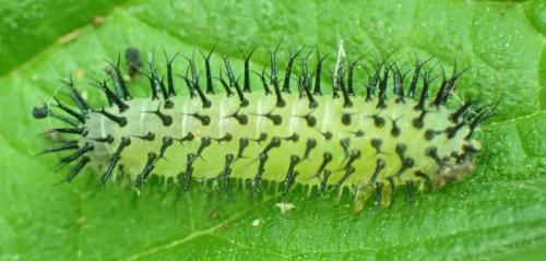 Periclista pubescens