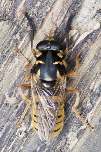 Temnostoma vespiforme