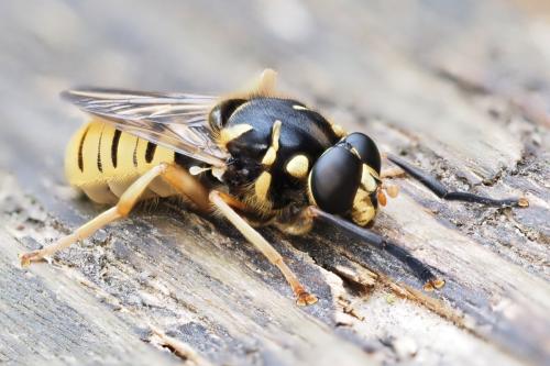 Temnostoma vespiforme