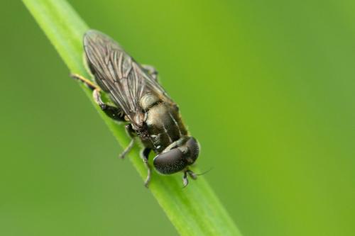 Eumerus sp.