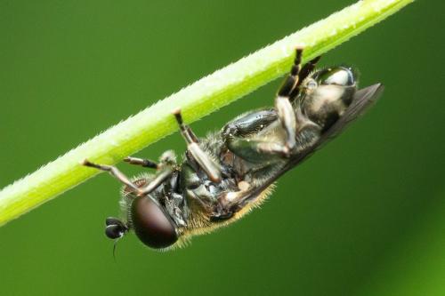 Eumerus sp.