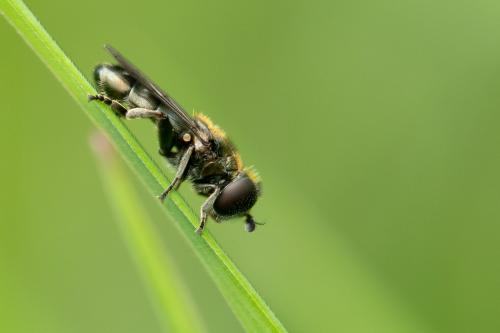 Eumerus sp.