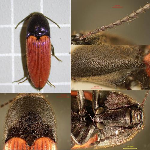 Ampedus cinnabarinus