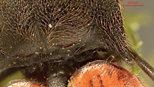 Ampedus cinnabarinus