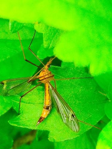 Tipula lunata