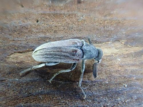 Ptilophorus dufourii