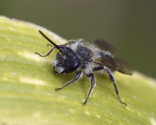 Andrena sp.
