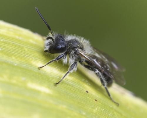 Andrena sp.