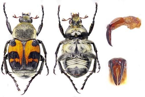 Trichius sp.