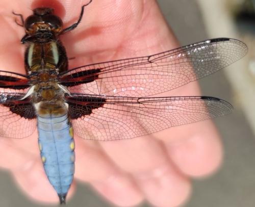 Libellula depressa