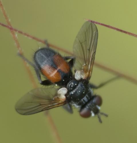 Réf. 358 564 : Besseria dimidiata