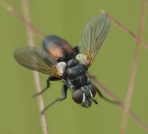 Réf. 358 565 : Besseria dimidiata