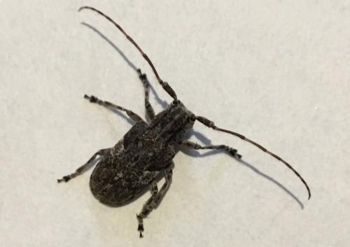 Mesosa nebulosa