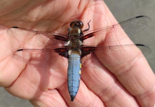 Libellula depressa