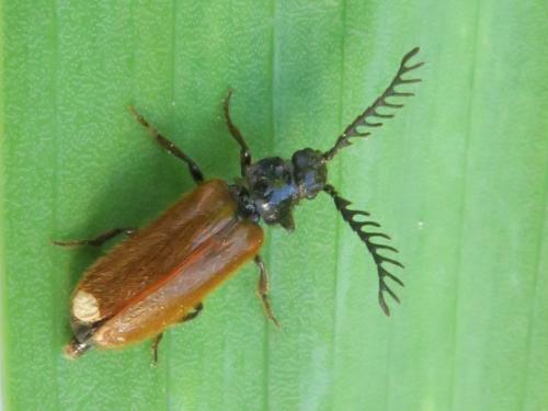 Drilus flavescens