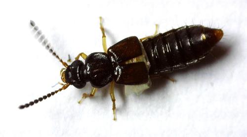 Oxytelus sculptus