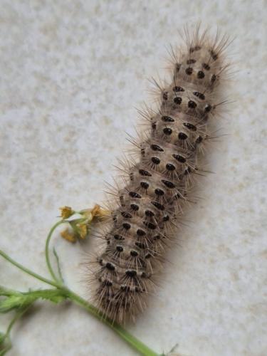 Cymbalophora pudica