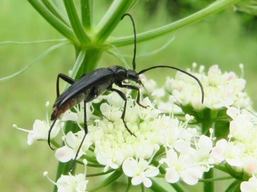 Réf. 358 823 : Rutpela nigra