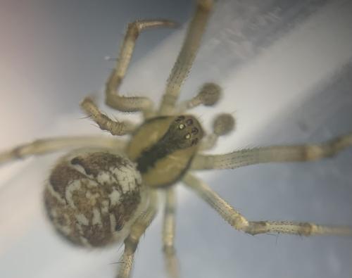 Phylloneta sp.