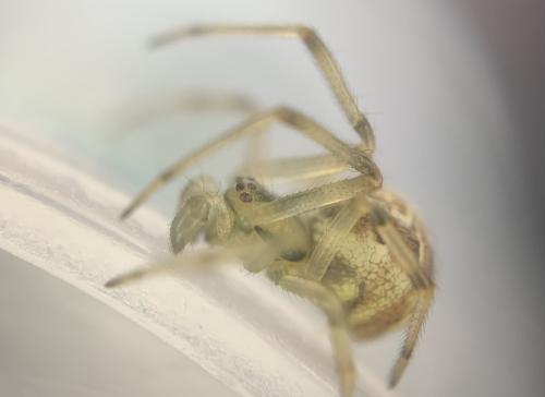 Phylloneta sp.