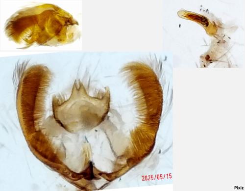 Epinotia immundana
