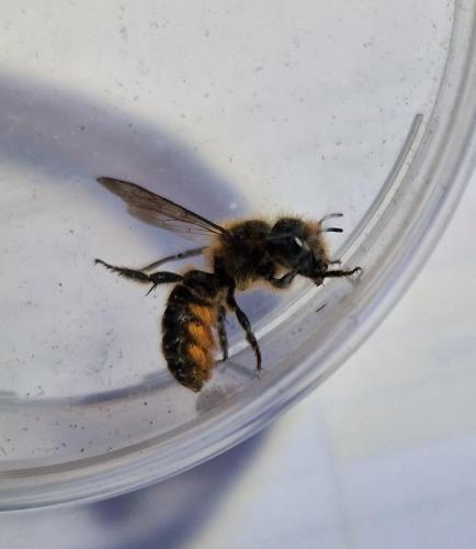 Osmia sp.