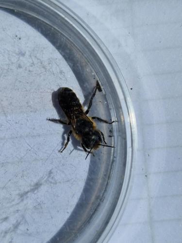 Osmia sp.