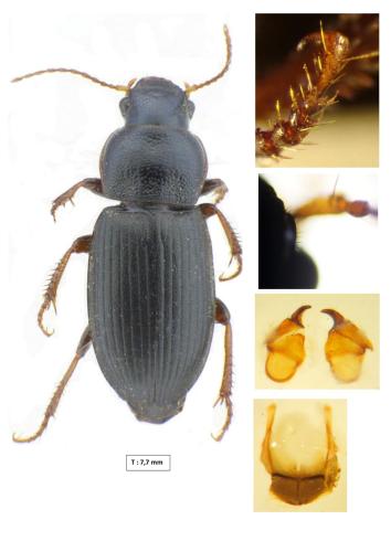 Ophonus cribricollis