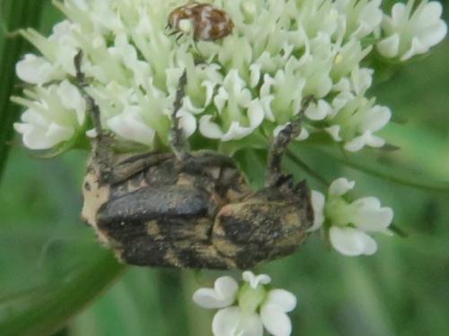 Valgus hemipterus