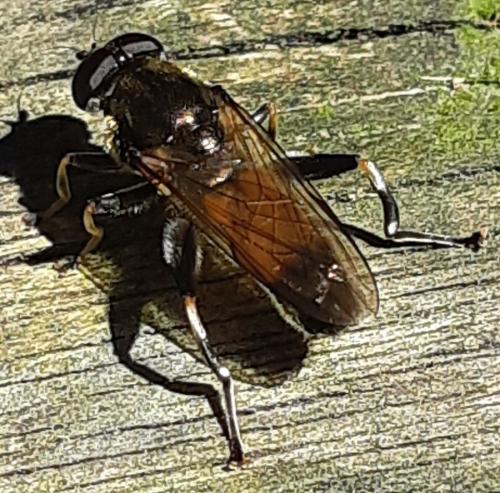 Xylota segnis