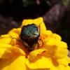 358687 – Photo : dominique goumand – France (93)