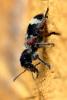 358112 – Photo : Mathurin CARNET – France (58)