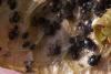 358703 – Photo : Pierre Duhem – France (95)