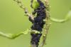 358863 – Photo : Pierre Duhem – France (95)