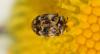 358835 – Photo : Christian Berquer – France (50)