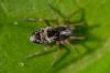 358377 – Photo : Christian Berquer – France (50)