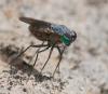358545 – Photo : ANDRE LABETAA – France (66)