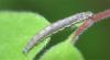 358236 – Photo : Numayta – France (68)