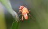 358809 – Photo : Numayta – France (68)