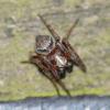 358397 – Photo : sofiane lemieuvre – France (42)