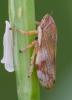 358766 – Photo : ANDRE LABETAA – France (66)