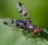 358192 – Photo : ANDRE LABETAA – France (66)