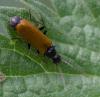 358257 – Photo : ANDRE LABETAA – France (66)