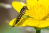 358374 – Photo : Bernard Saquet – France (12)