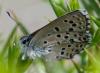 358078 – Photo : ANDRE LABETAA – France (66)